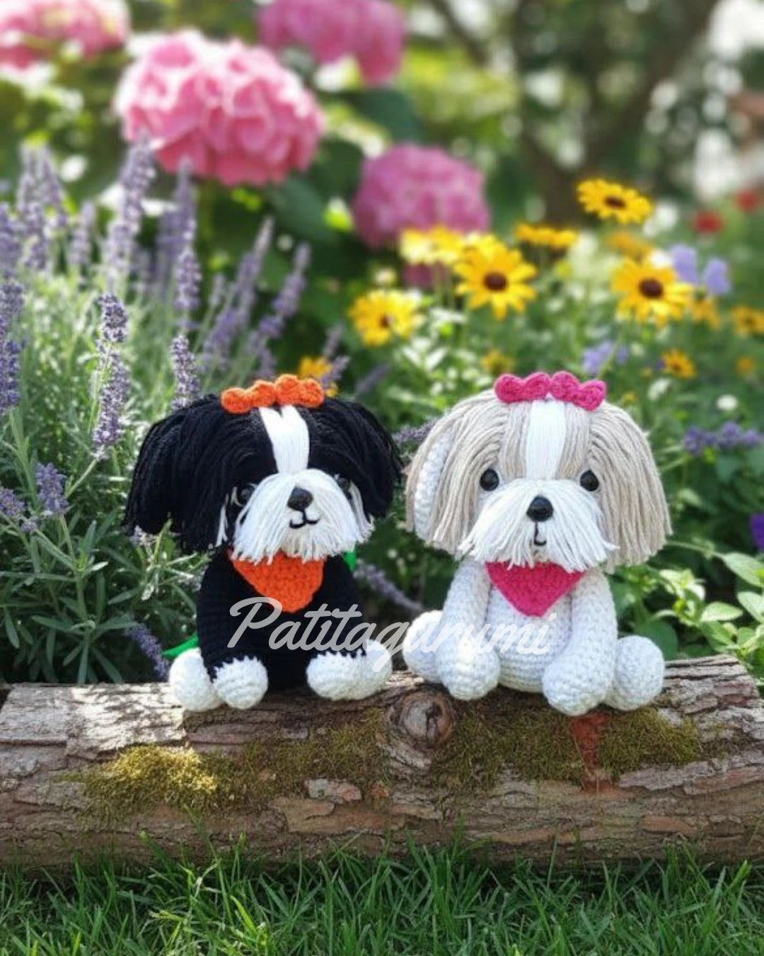 Shih Tzu