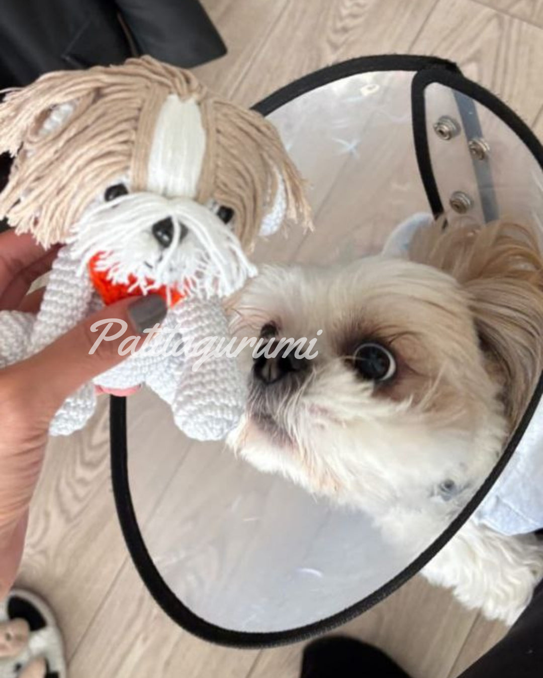 Shih Tzu